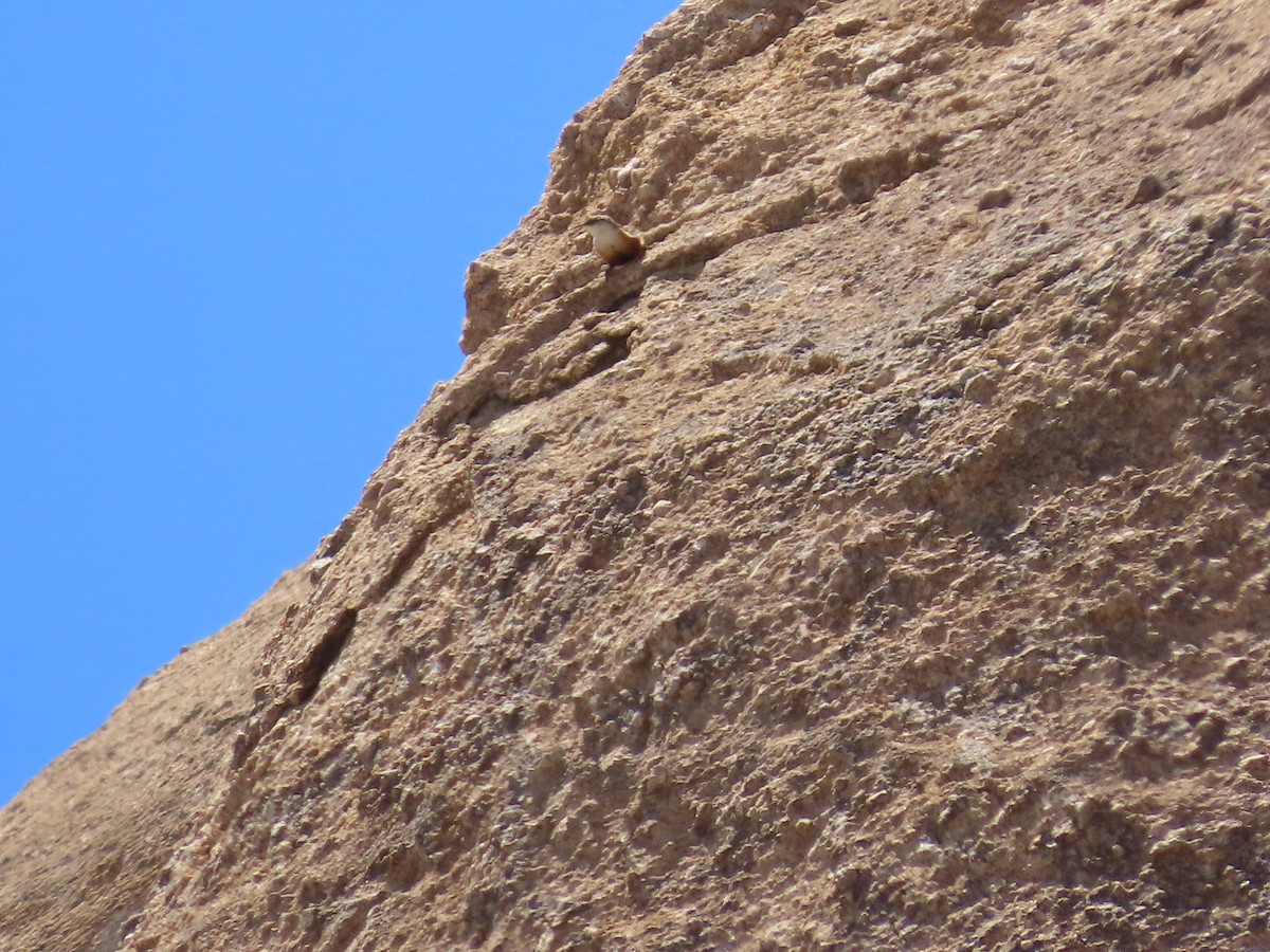 Canyon Wren - ML637574798