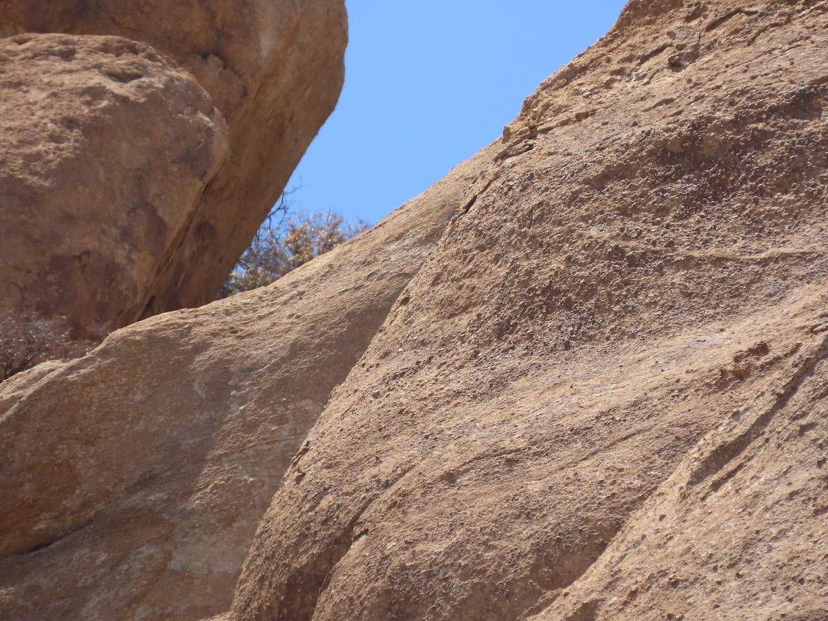Canyon Wren - ML637574799