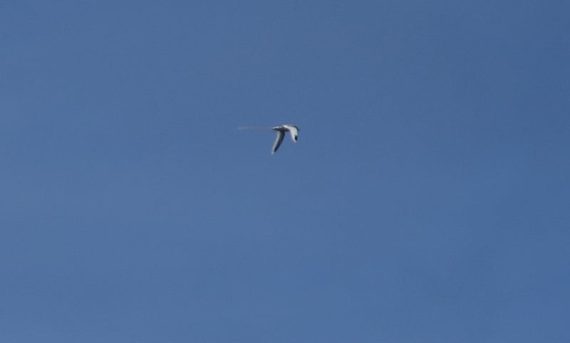 White-tailed Tropicbird - ML637574800