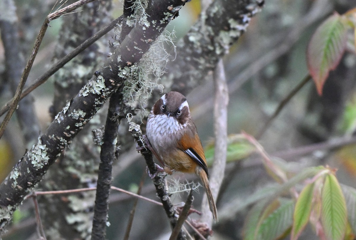 White-browed Fulvetta - ML637574801