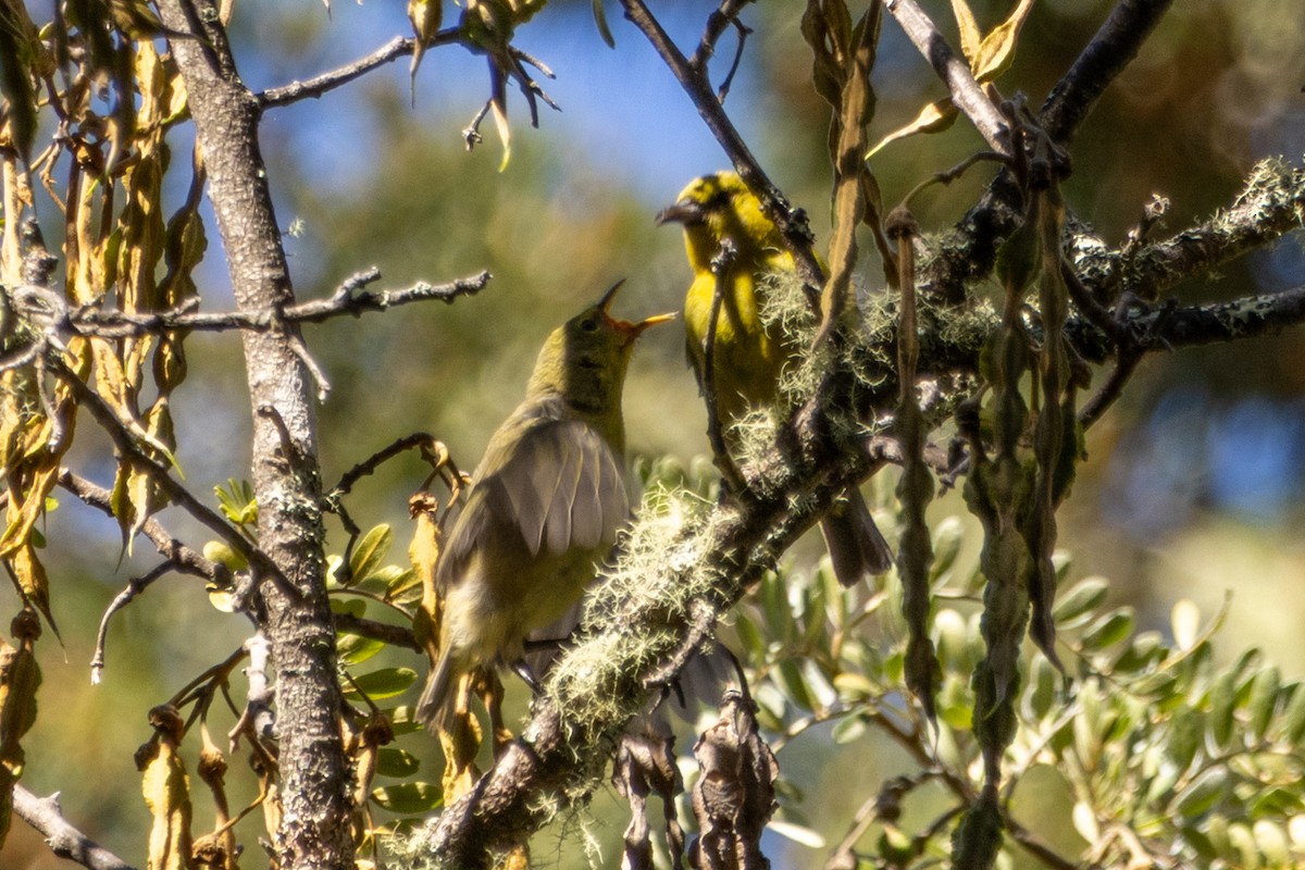 Hawaii Amakihi (Maui) - ML637574807