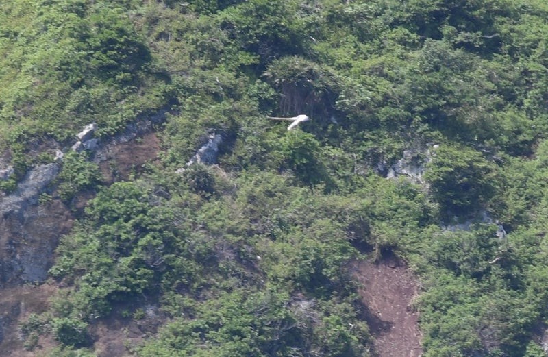 White-tailed Tropicbird - ML637574808