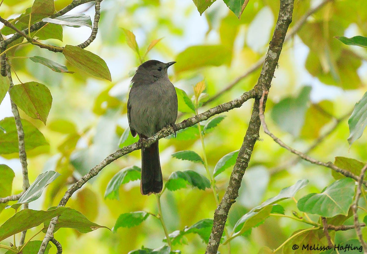 Gray Catbird - ML637574809
