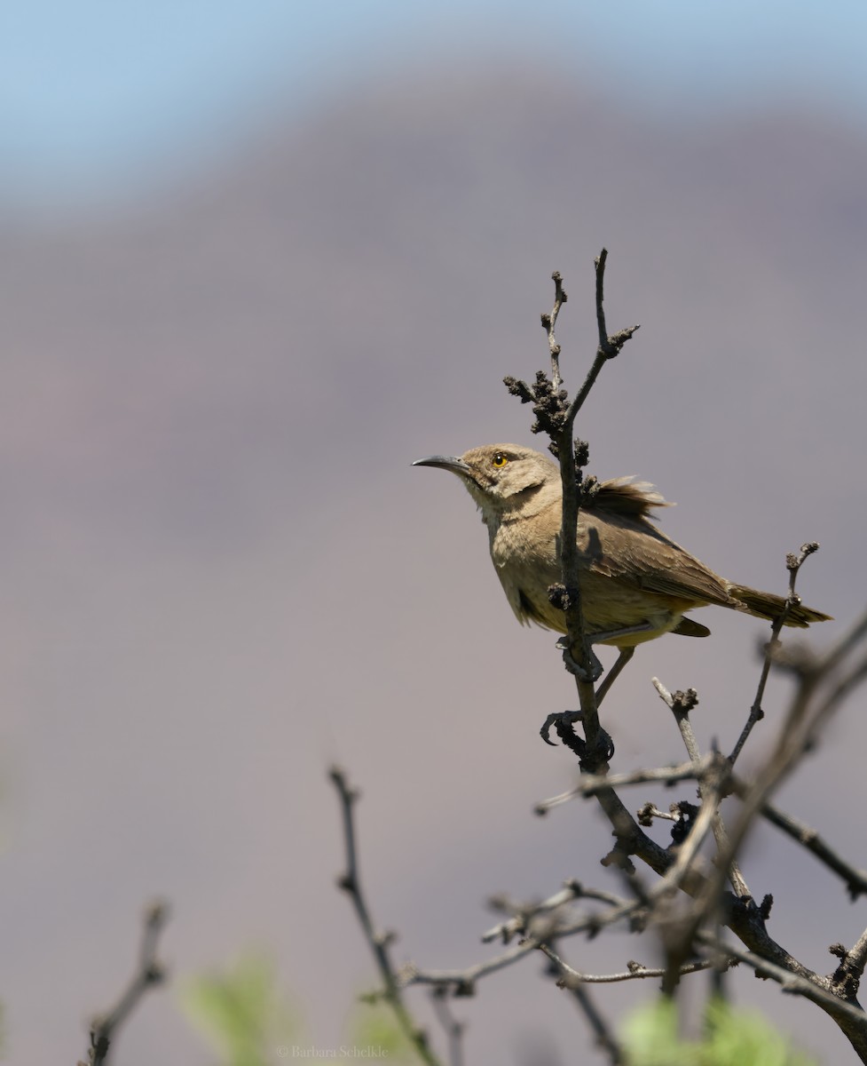 Bendire's Thrasher - ML637574810