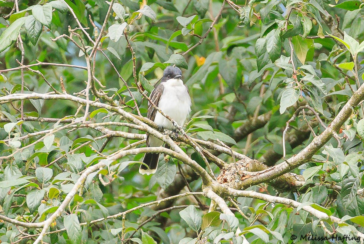 Eastern Kingbird - ML637574811