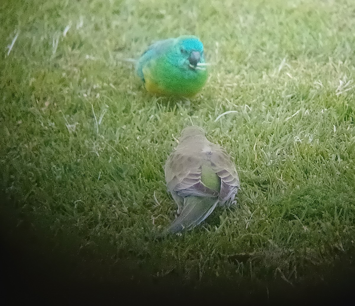 Red-rumped Parrot - ML637574813