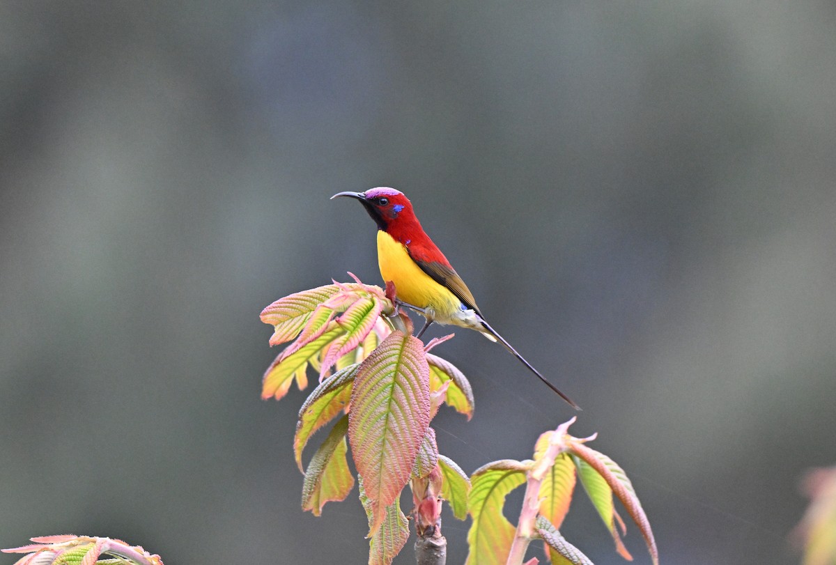 Mrs. Gould's Sunbird - ML637574814