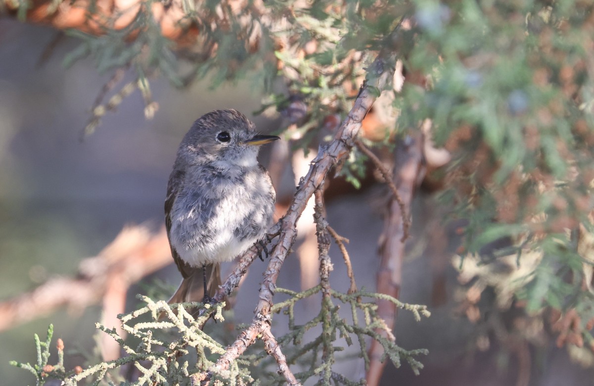 Gray Flycatcher - ML637574815