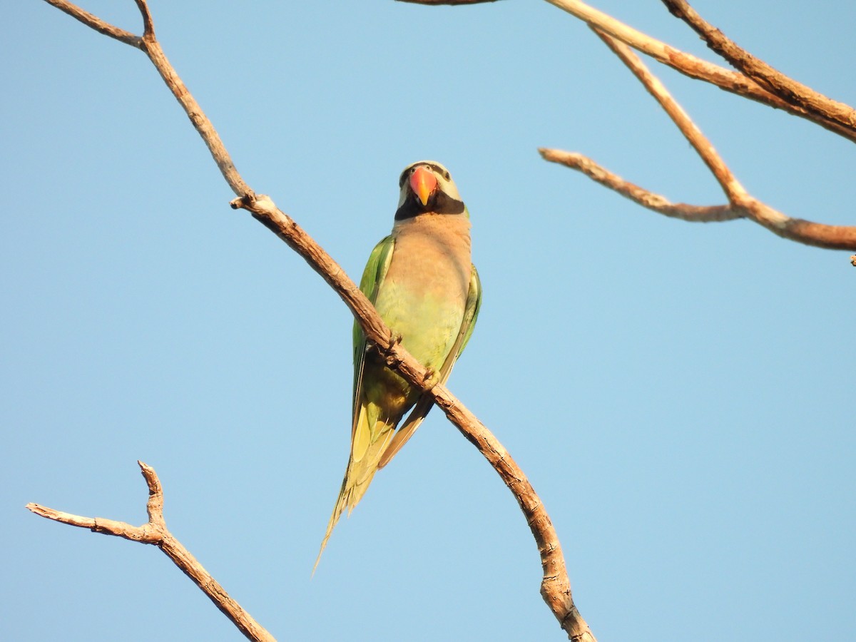 Red-breasted Parakeet - ML637574816