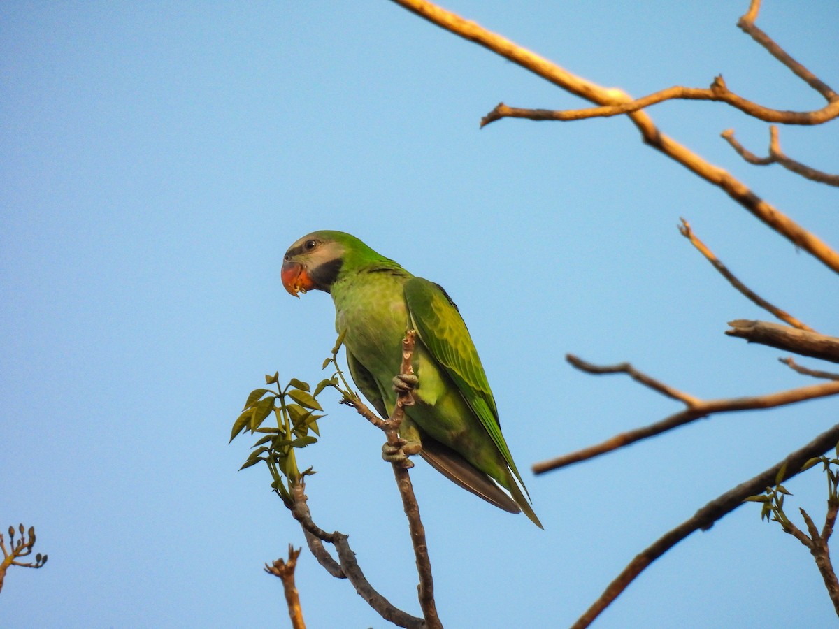 Red-breasted Parakeet - ML637574817