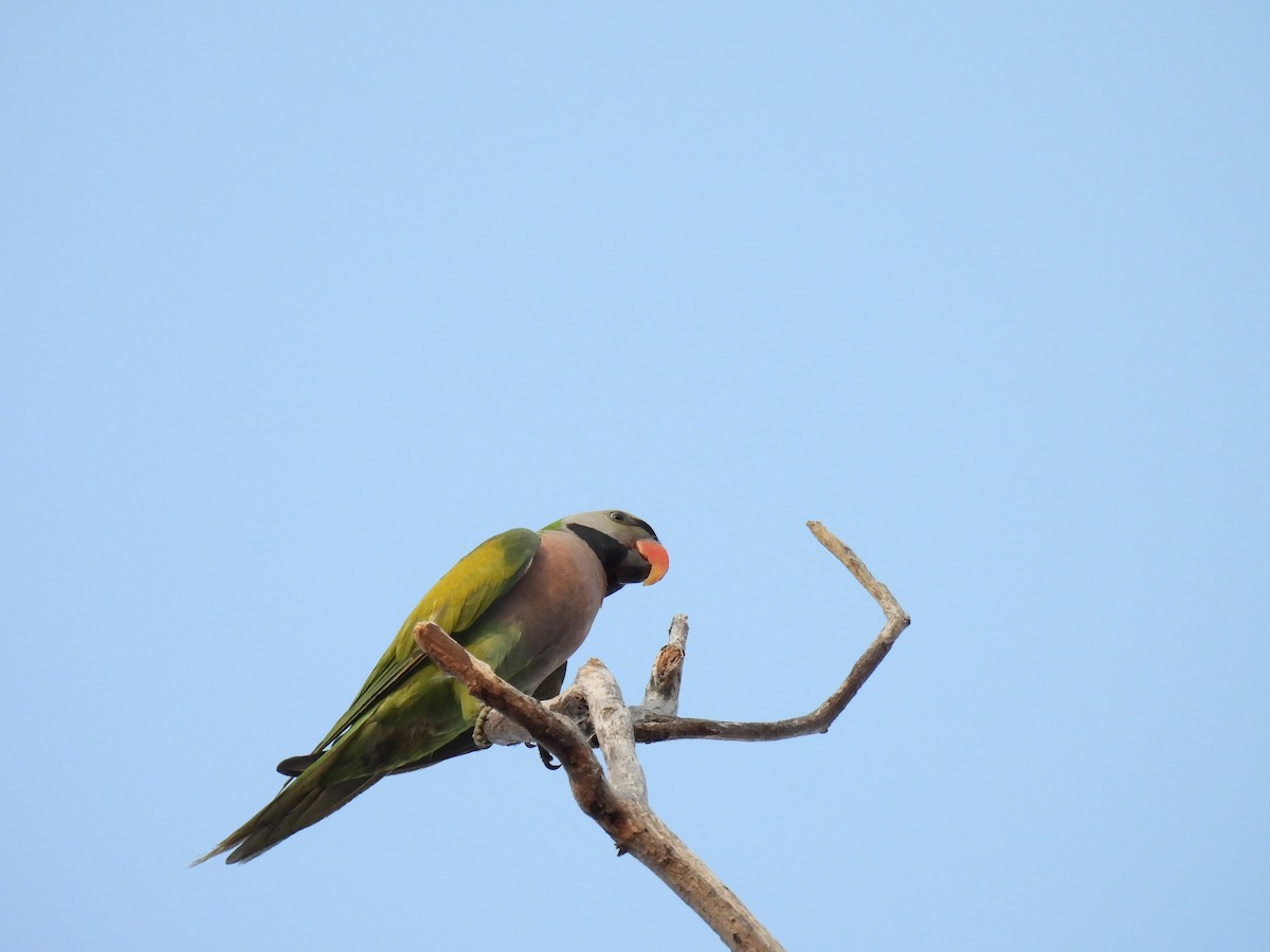 Red-breasted Parakeet - ML637574818
