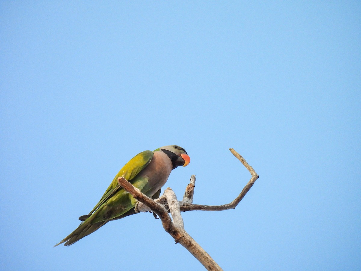 Red-breasted Parakeet - ML637574819