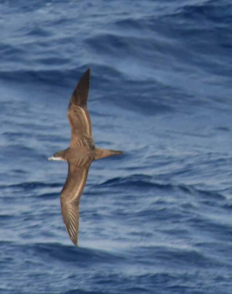 Wedge-tailed Shearwater - ML637574821