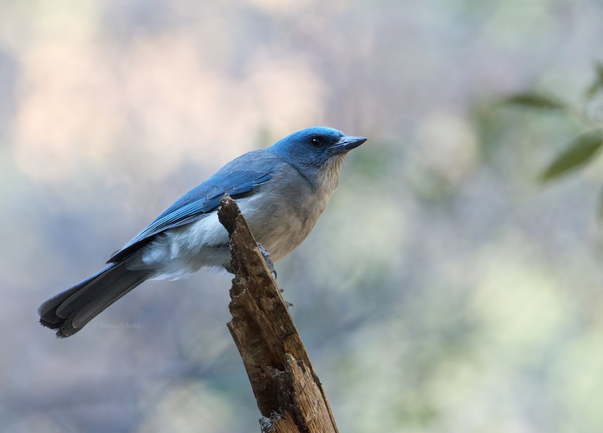 Mexican Jay (Arizona) - ML637574824
