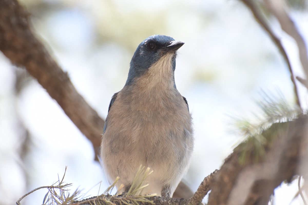 Mexican Jay - ML637574825