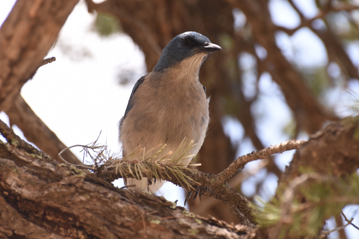 Mexican Jay - ML637574826
