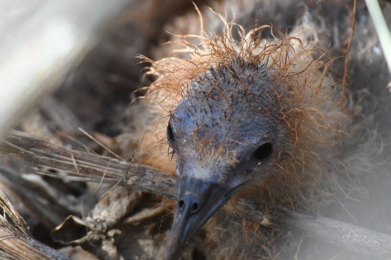 Wedge-tailed Shearwater - ML637574835