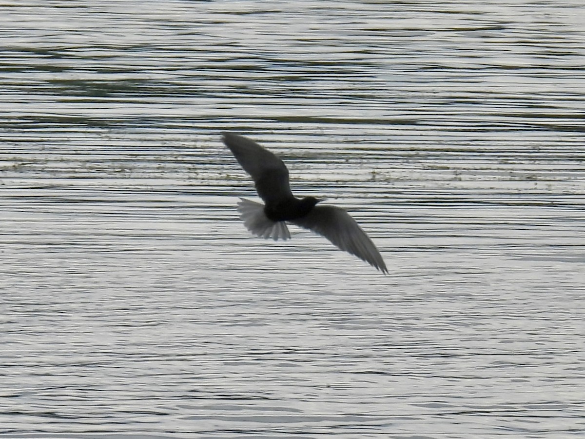 Black Tern - ML637574837