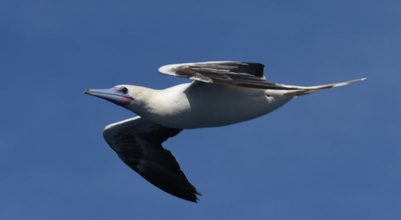 Red-footed Booby - ML637574851