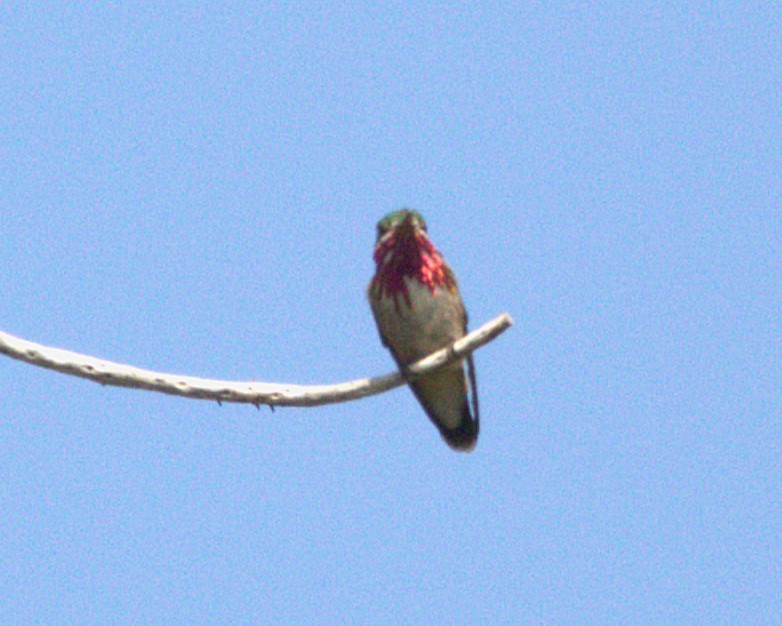 Calliope Hummingbird - ML637574862