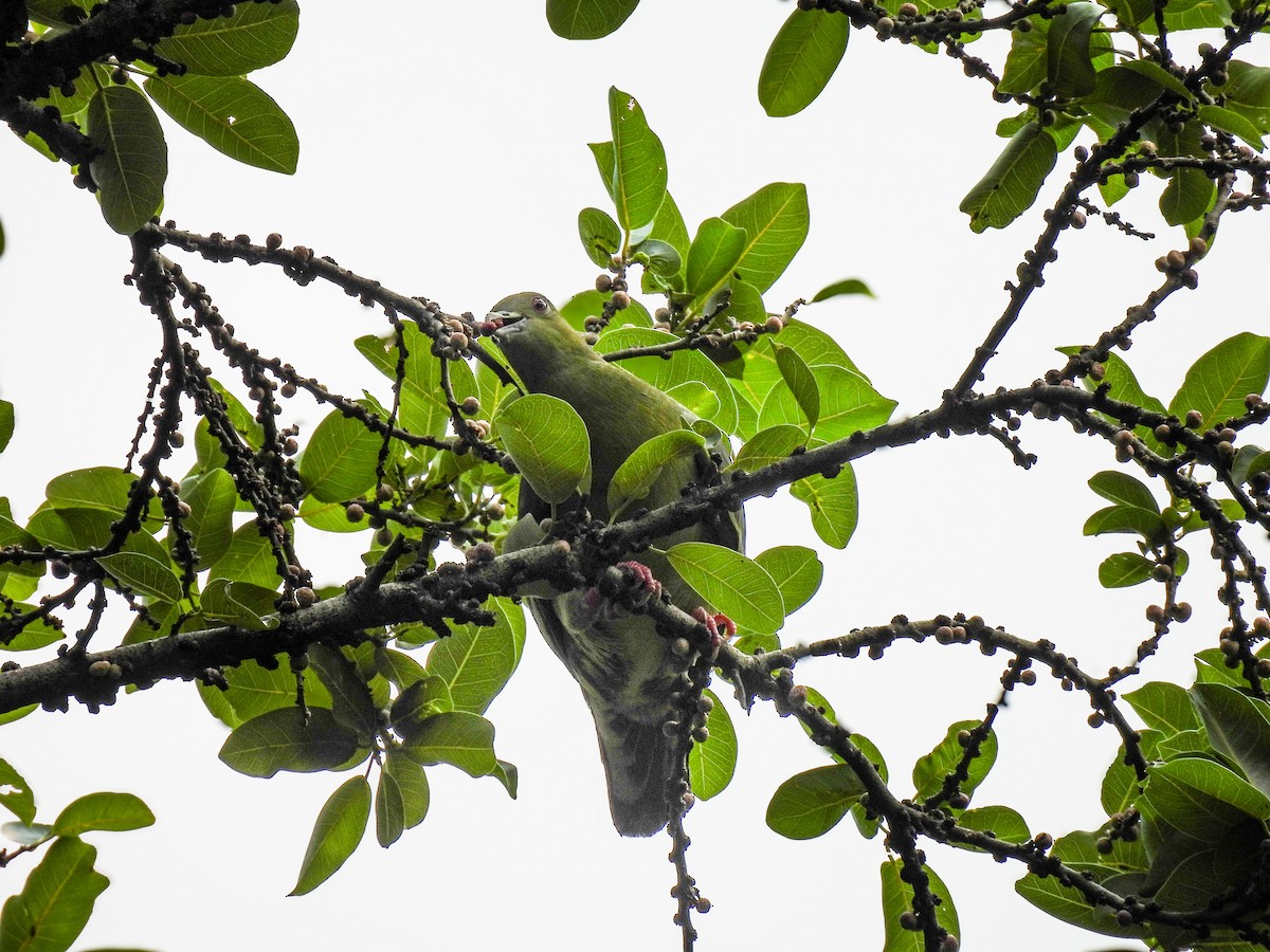 Thick-billed Green-Pigeon - ML637574863