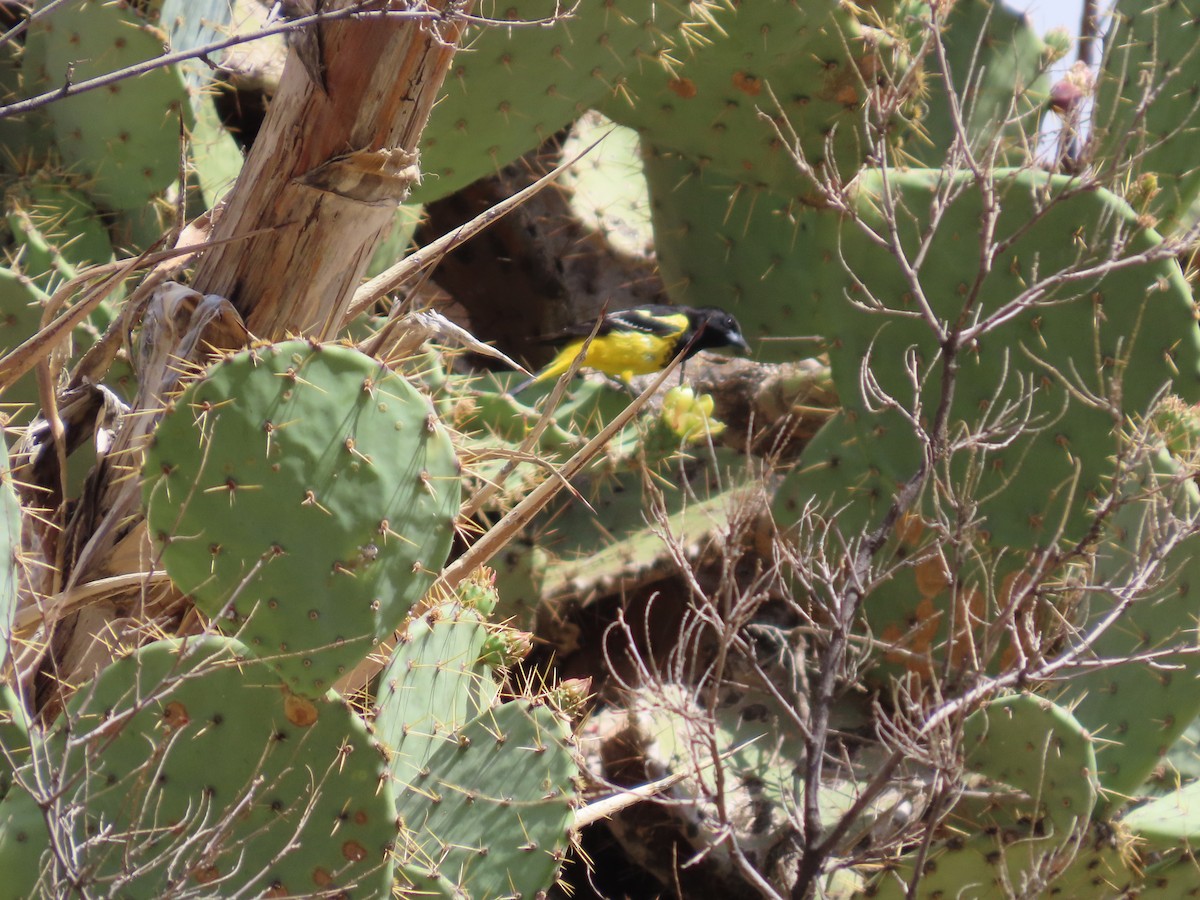 Scott's Oriole - ML637574865