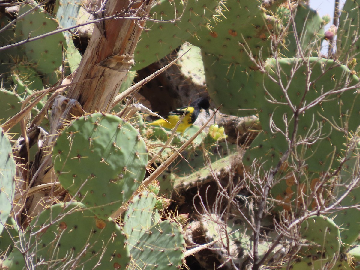 Scott's Oriole - ML637574866