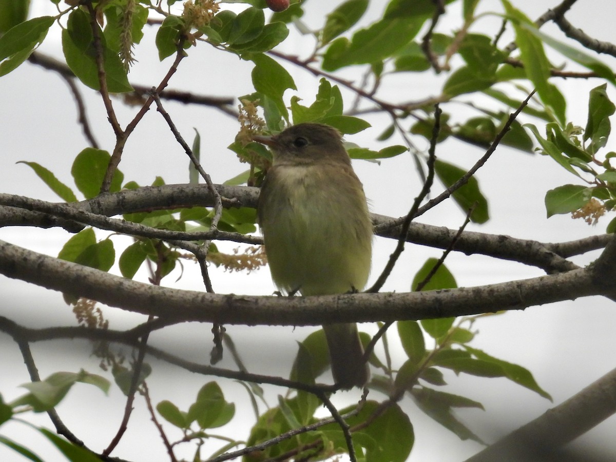 Least Flycatcher - ML637574867