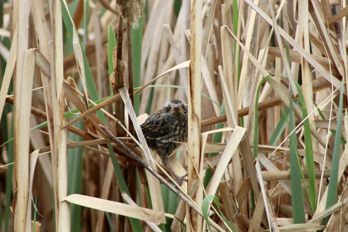Red-winged Blackbird (Red-winged) - ML637574868