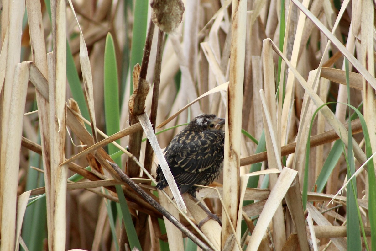 Red-winged Blackbird (Red-winged) - ML637574869