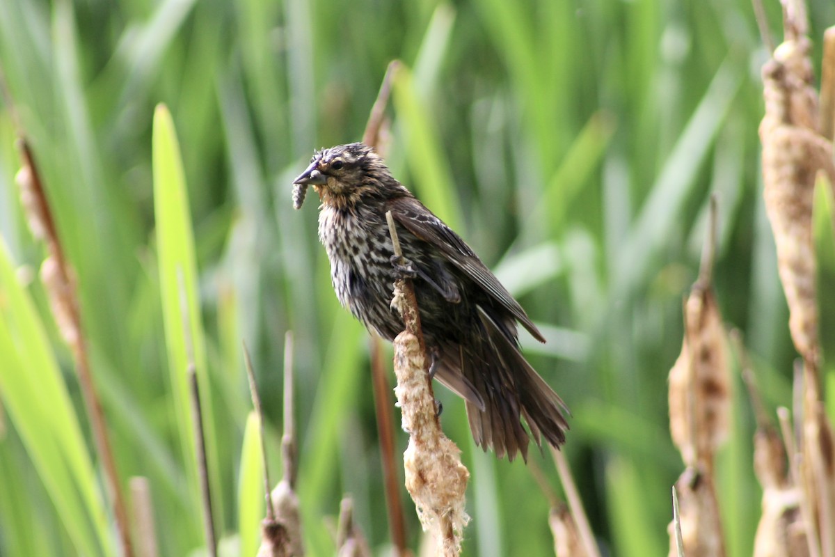 Red-winged Blackbird (Red-winged) - ML637574870