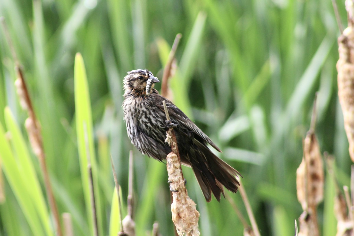 Red-winged Blackbird (Red-winged) - ML637574871