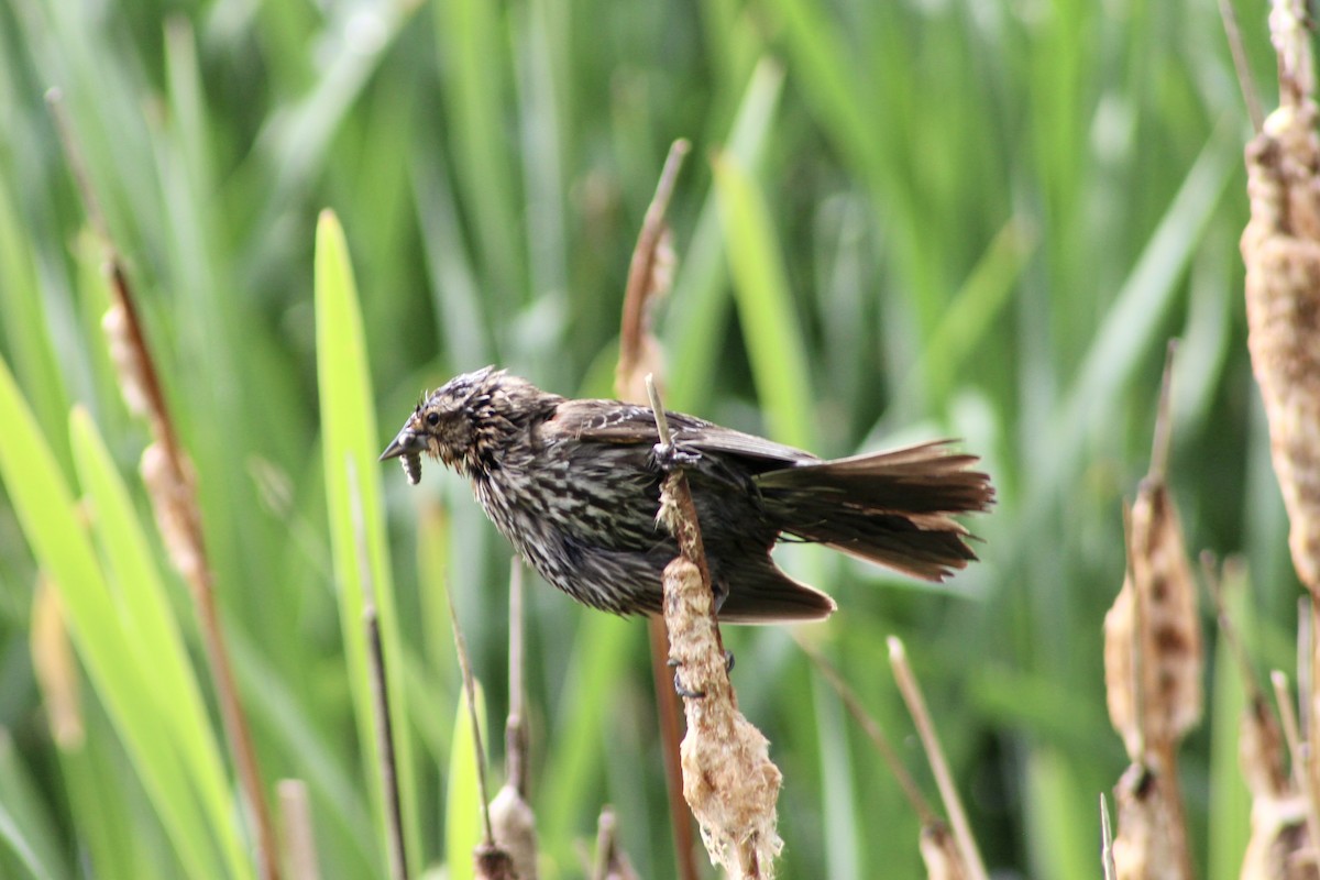 Red-winged Blackbird (Red-winged) - ML637574872