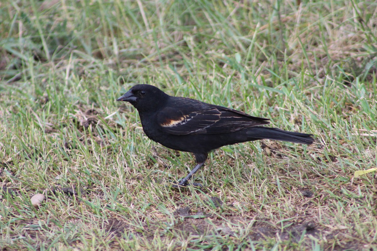 Red-winged Blackbird (Red-winged) - ML637574873