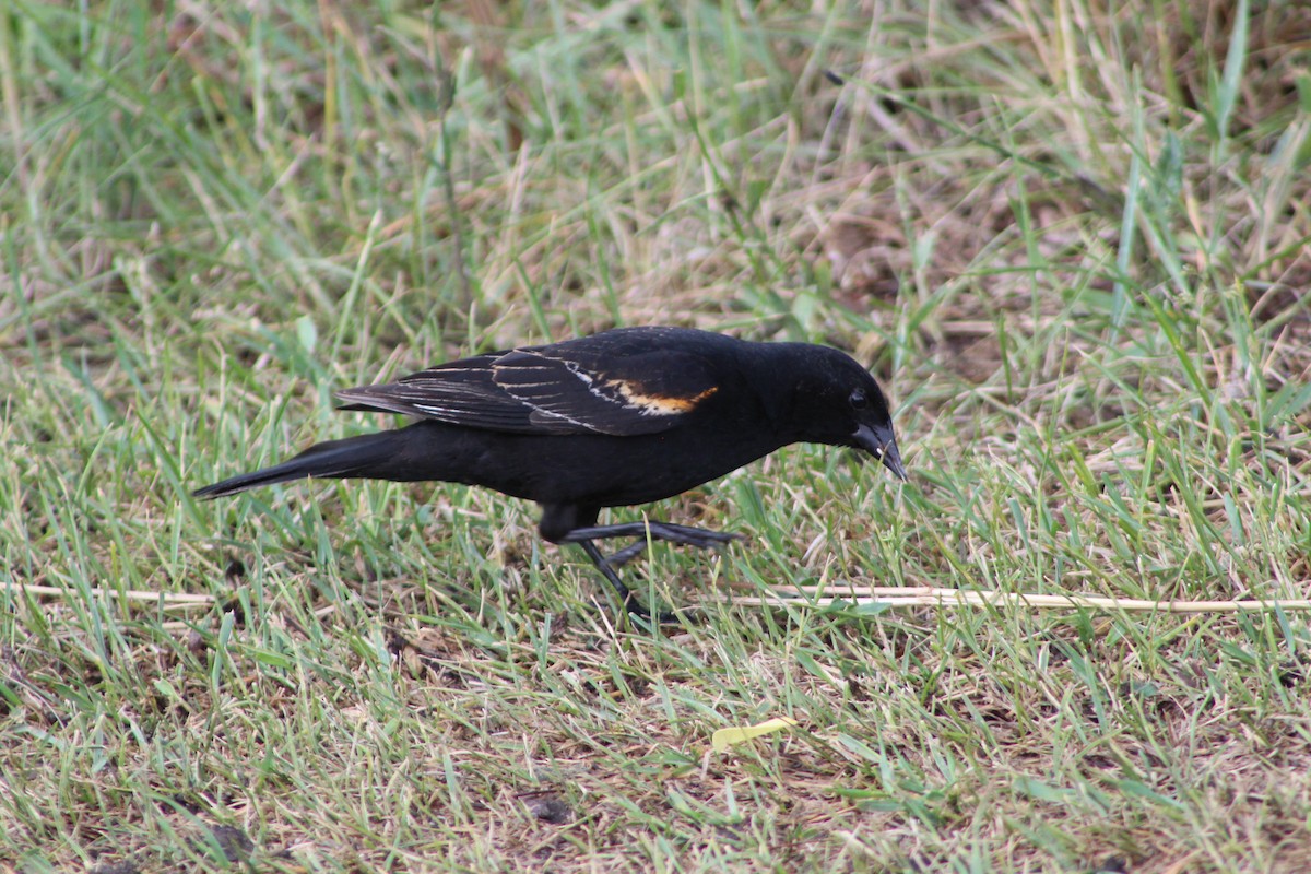 Red-winged Blackbird (Red-winged) - ML637574874