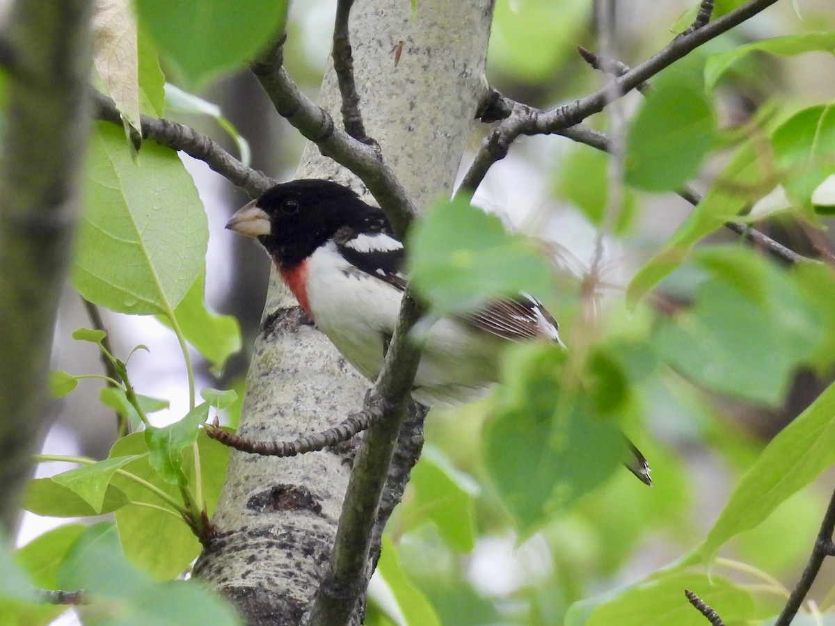 Rose-breasted Grosbeak - ML637574877
