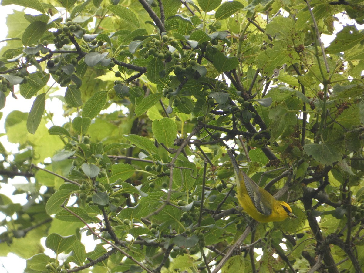 Blue-winged Warbler - ML637574879