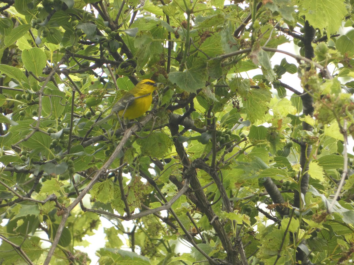 Blue-winged Warbler - ML637574880