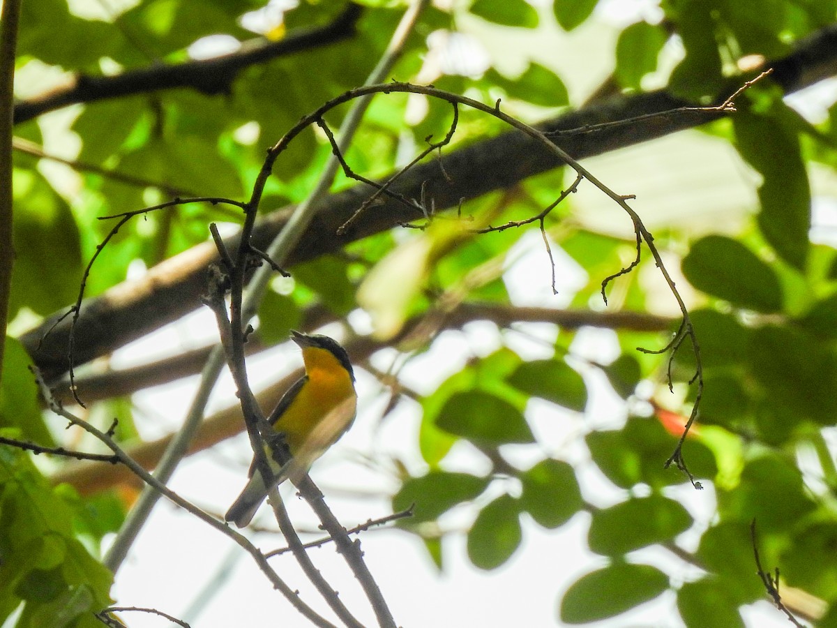 Yellow-rumped Flycatcher - ML637574881