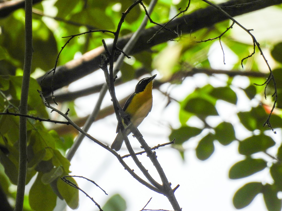 Yellow-rumped Flycatcher - ML637574882