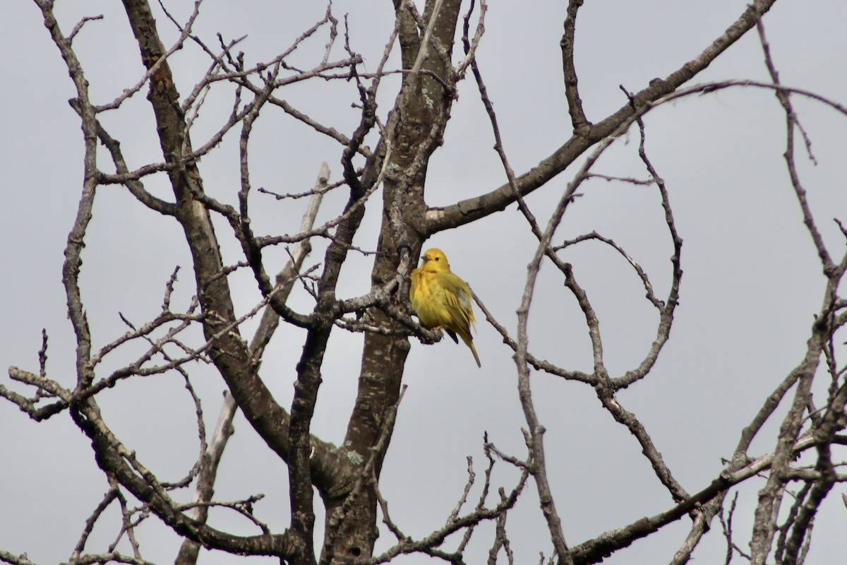 Yellow Warbler (Northern) - ML637574884