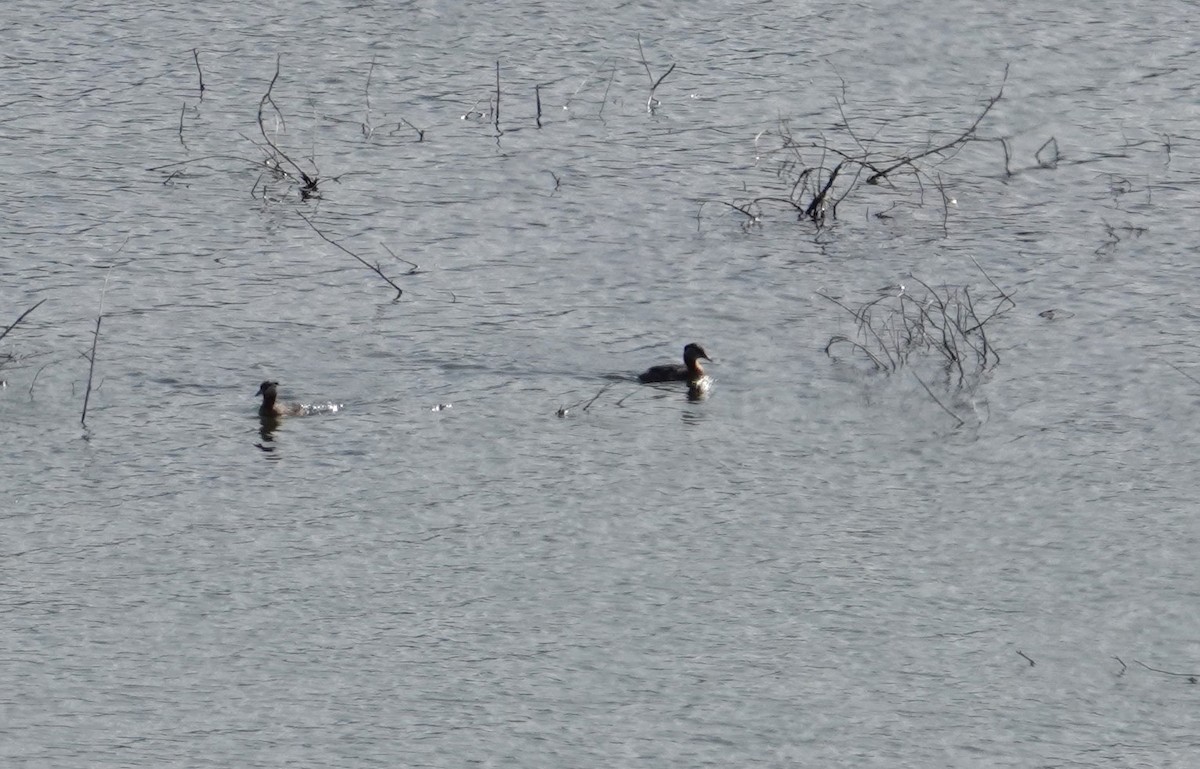 Red-necked Grebe - ML637574885