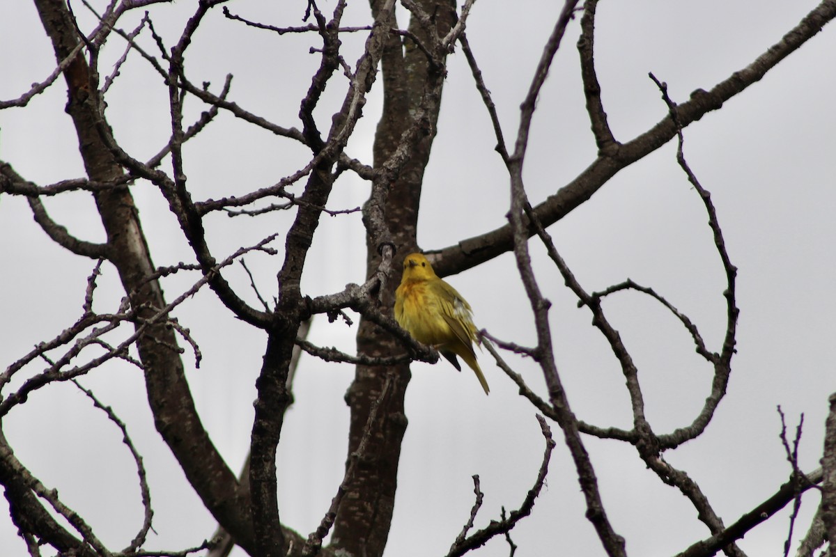Yellow Warbler (Northern) - ML637574886