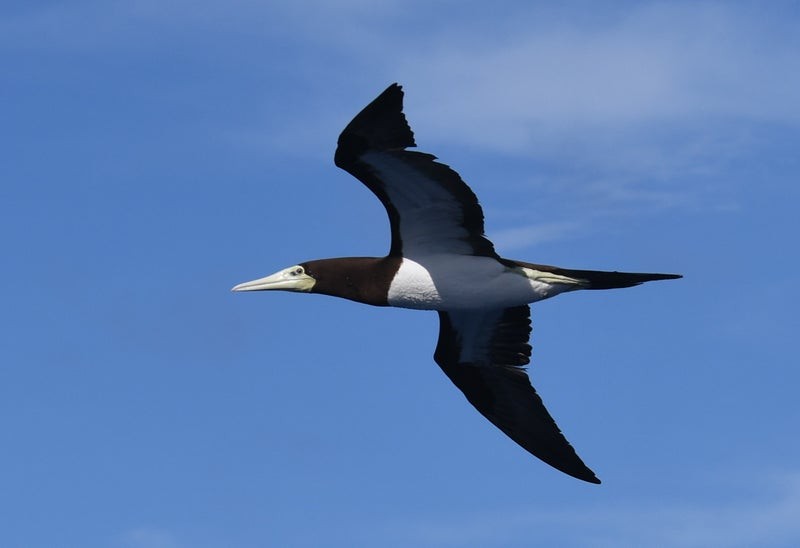 Brown Booby - ML637574887