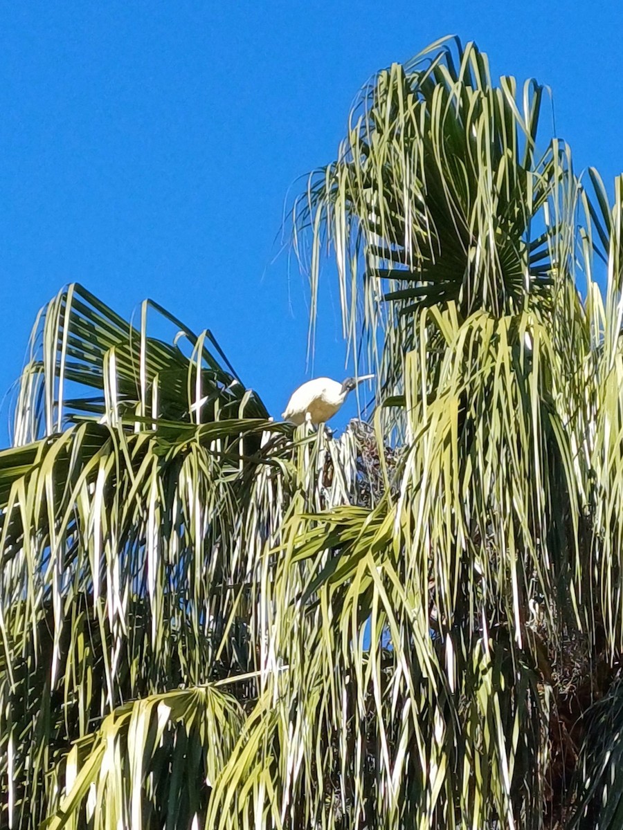 Australian Ibis - ML637574888