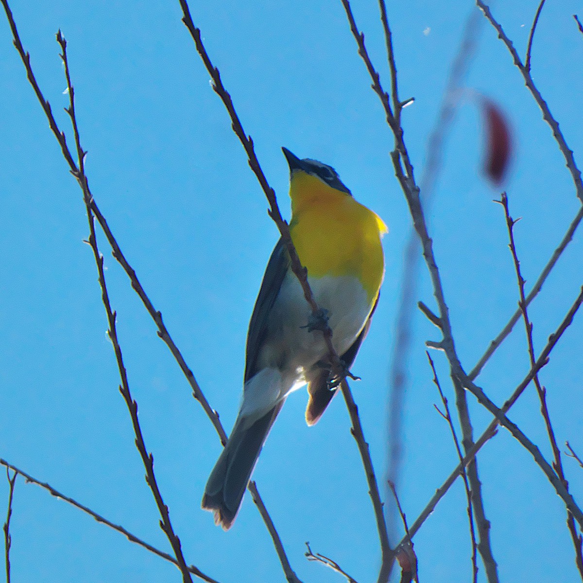 Yellow-breasted Chat - ML637574889