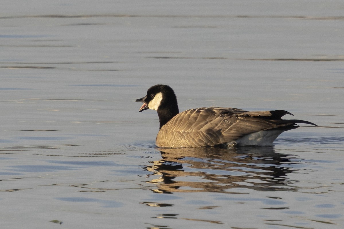 Cackling Goose (minima) - ML637574890