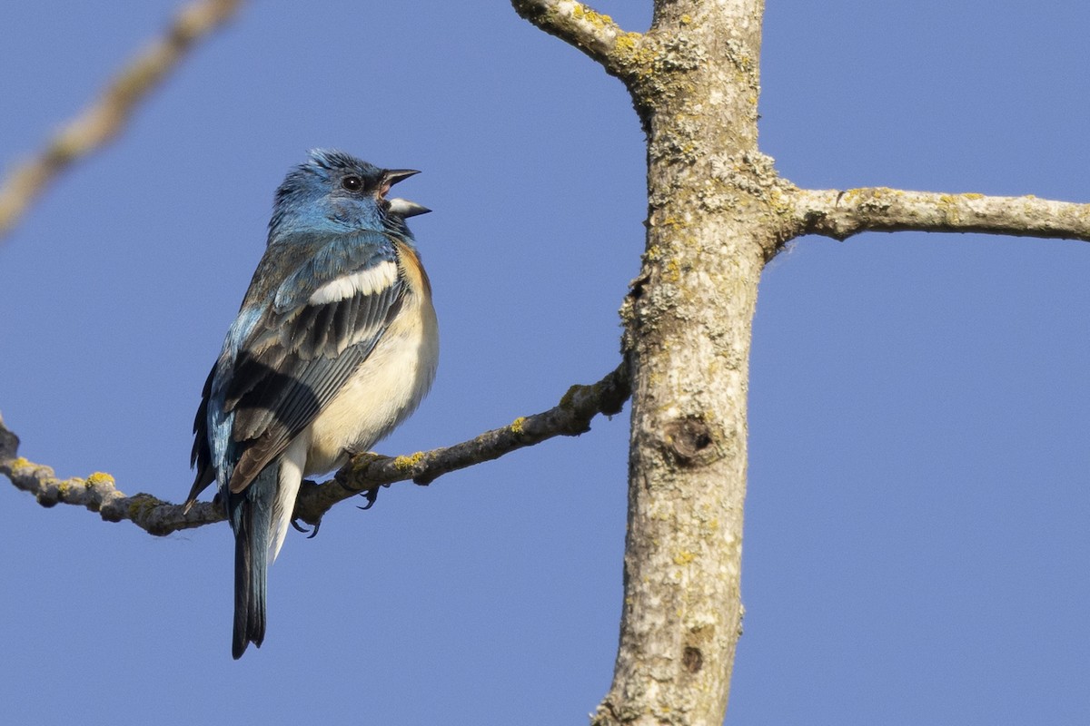 Lazuli Bunting - ML637574891