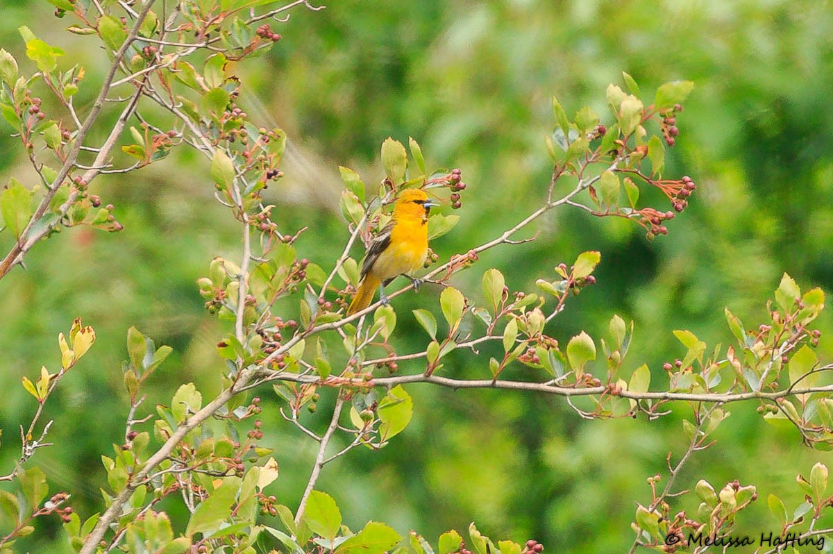 Bullock's Oriole - ML637574892