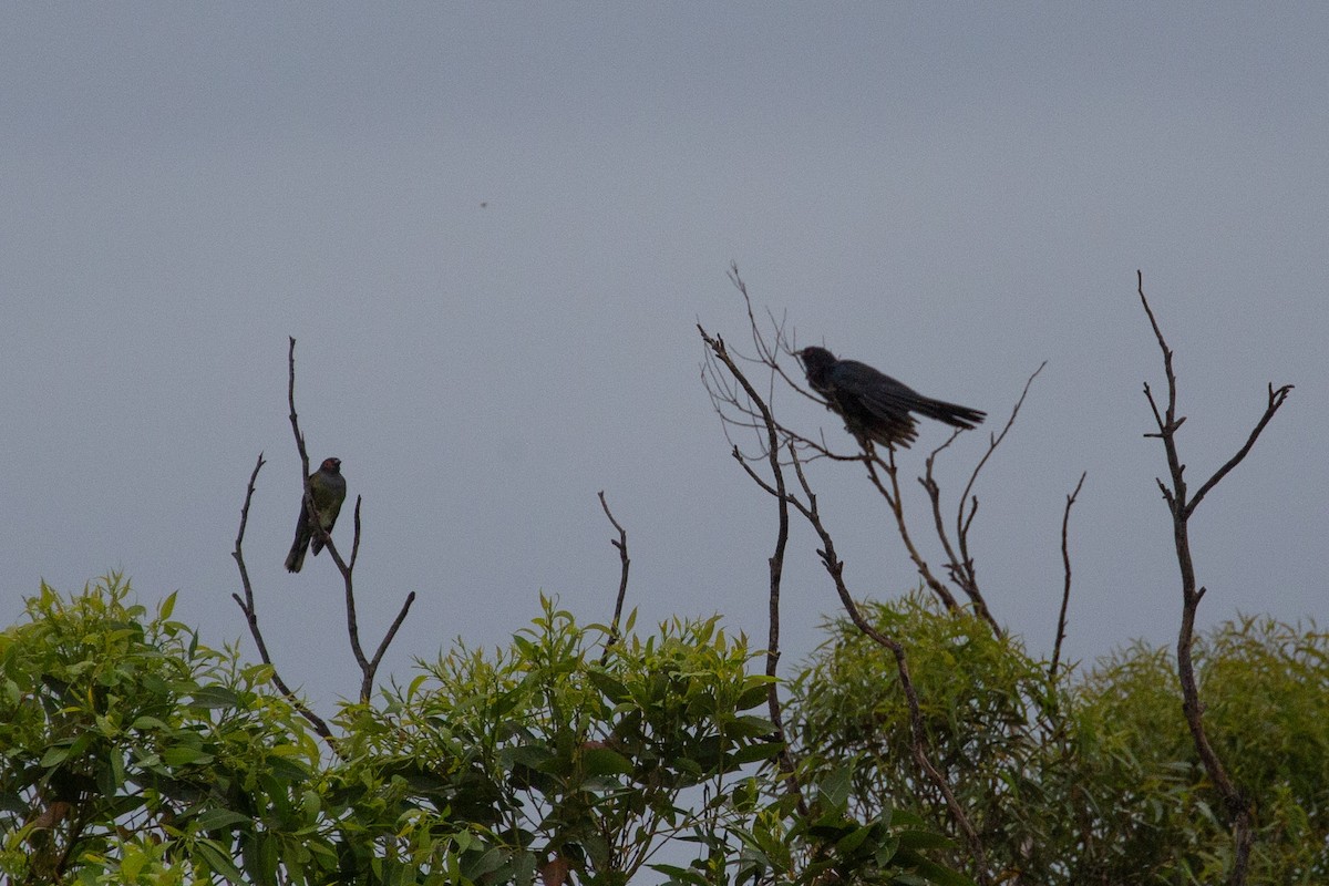 Pacific Koel (Australian) - ML637574933